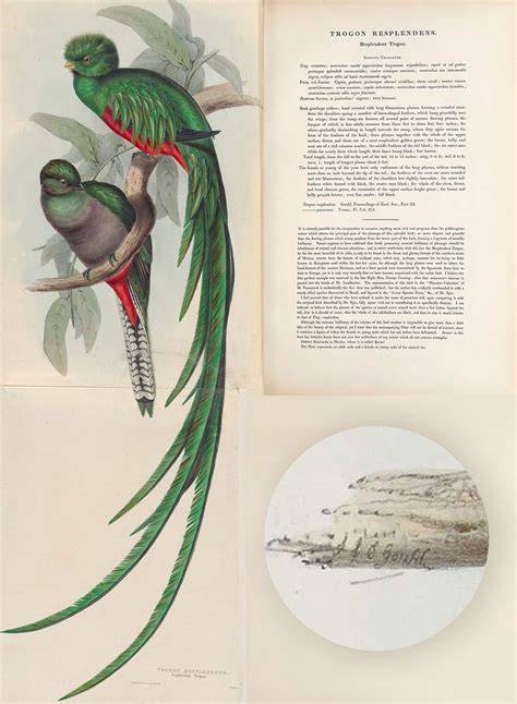 Species Of Quetzal