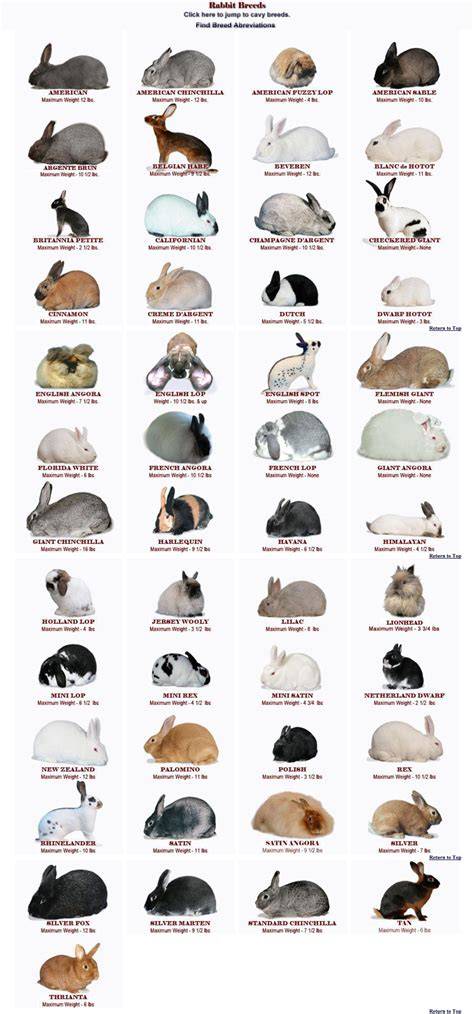 Species Of Rabbit