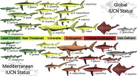 Species Of Shark