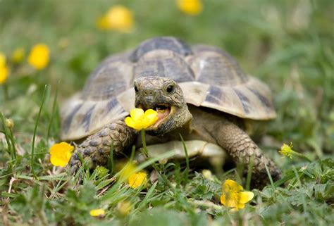 Species Of Tortoise