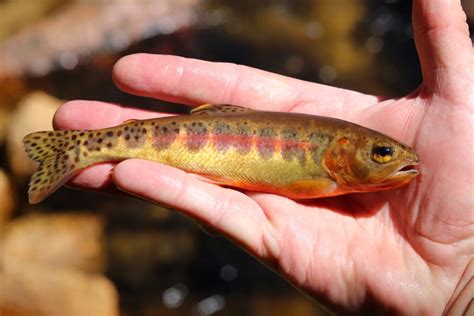 Species Of Trout