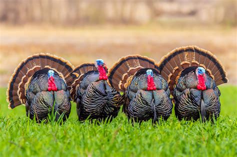 Species Of Turkeys