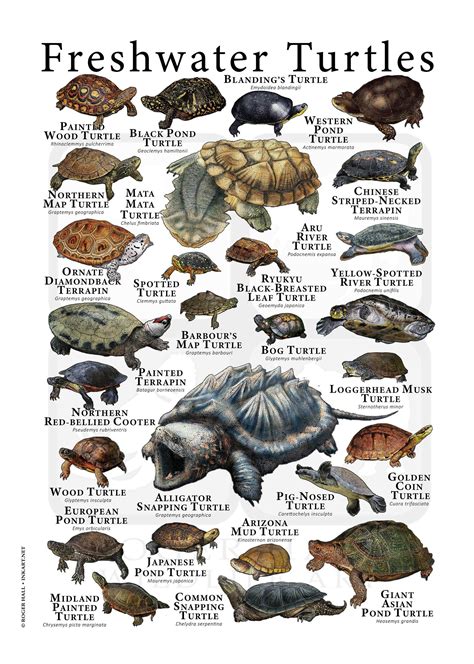 Species Of Turtles