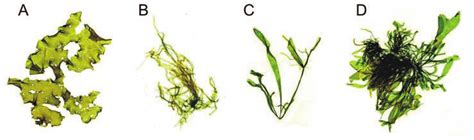 Species Of Ulva