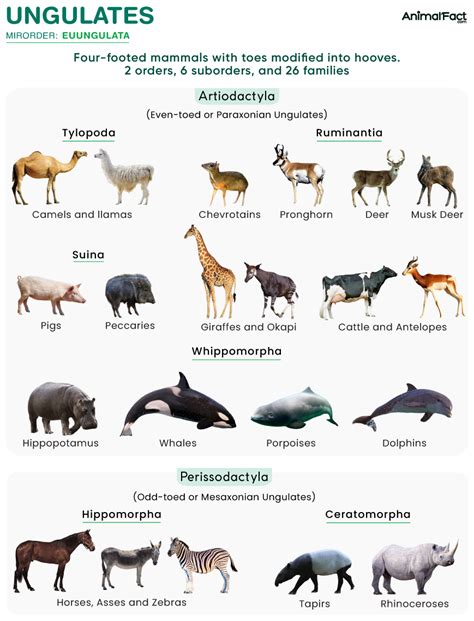 Species Of Ungulates