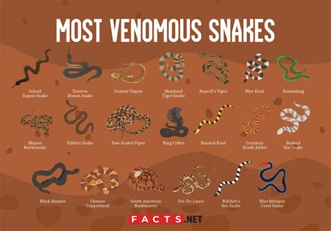 Species Of Venomous Snakes