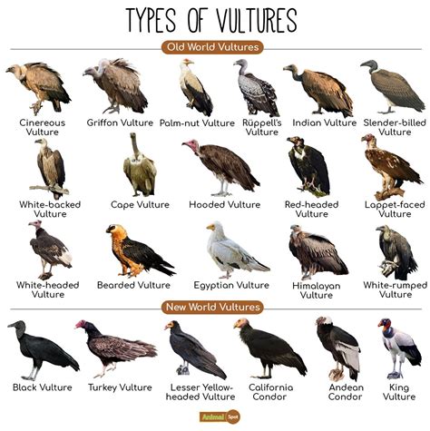 Species Of Vultures In North America