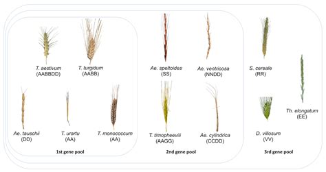 Species Of Wheat