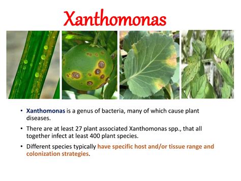Species Of Xanthomonas