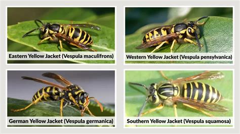 Species Of Yellow Jackets