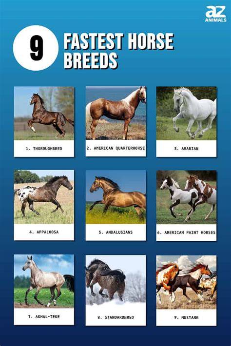 Speed Of A Horse