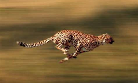 Speed Of Cheetah In Km/Hr