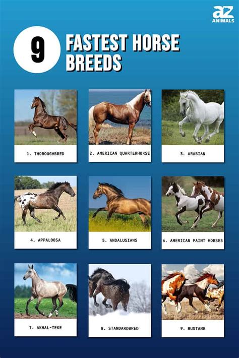 Speed Of Horse