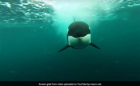 Speed Of Killer Whale