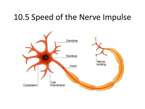 Speed Of Nerve Impulse In Humans