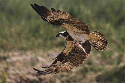 Speed Of Osprey