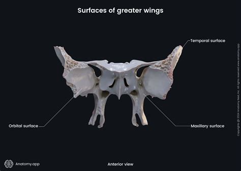 Sphenoid Greater Wing