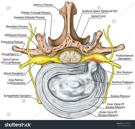 Spine Disc Anatomy