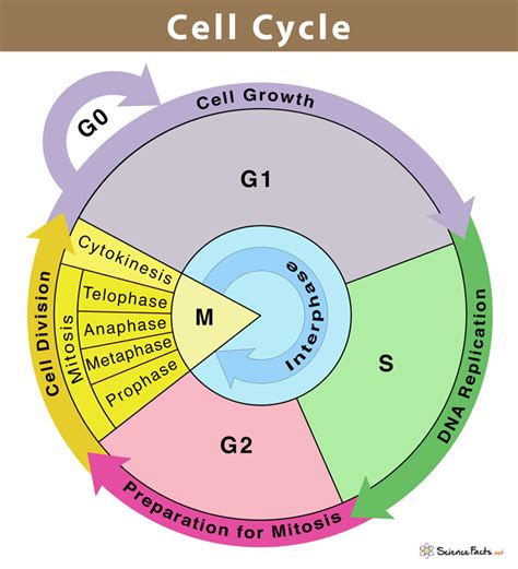 Stages Of B Cell Simple Diagram