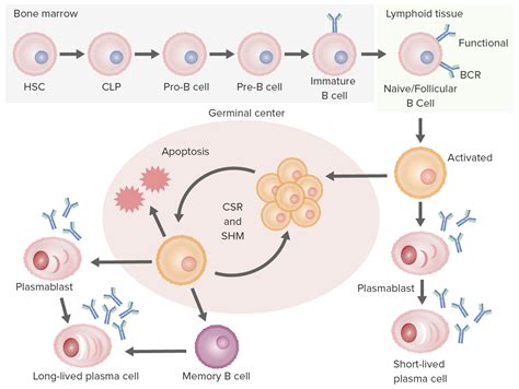 Stages Of B Cells