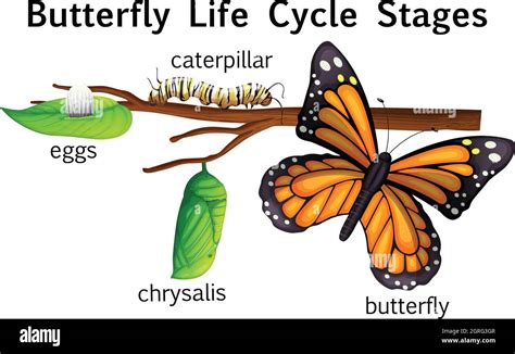 Stages Of Butterfly Life Cycle