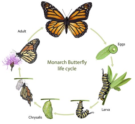 Stages Of Butterfly