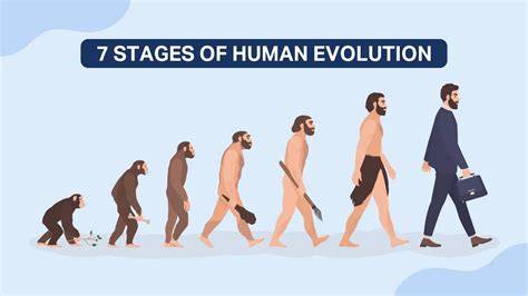 Stages Of Evolution