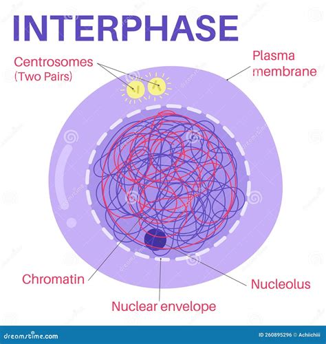 Stages Of Interphase