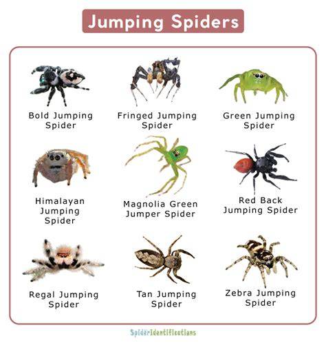 Stages Of Jumping Spiders Pictures