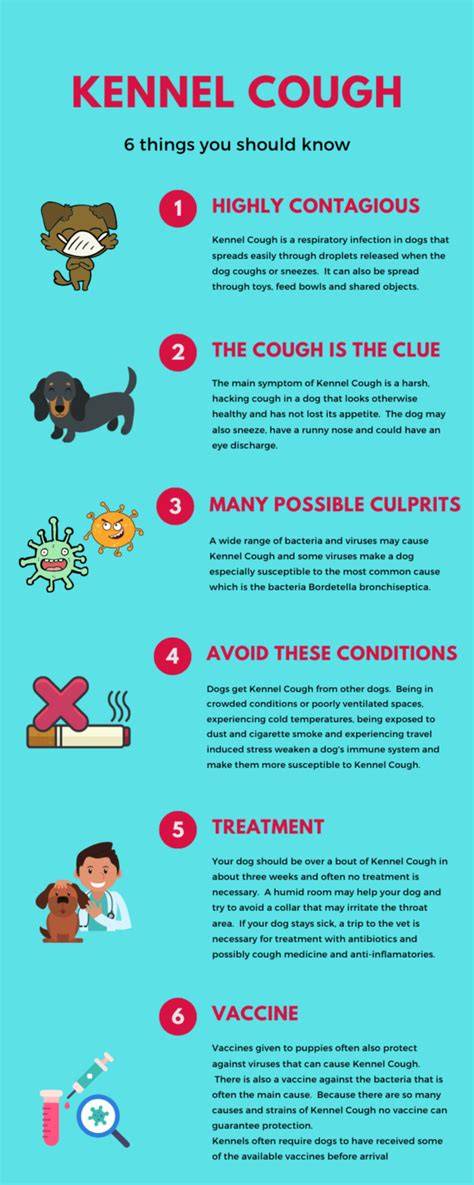 Stages Of Kennel Cough