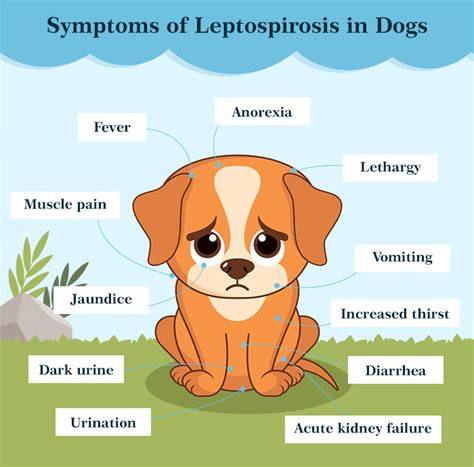 Stages Of Leptospirosis In Dogs