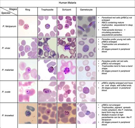 Stages Of Malaria