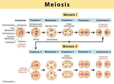 Stages Of Meiosis