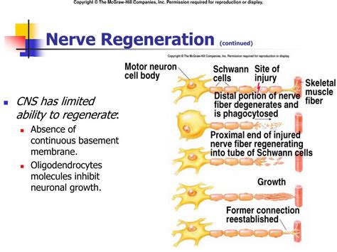 Stages Of Nerve Regeneration