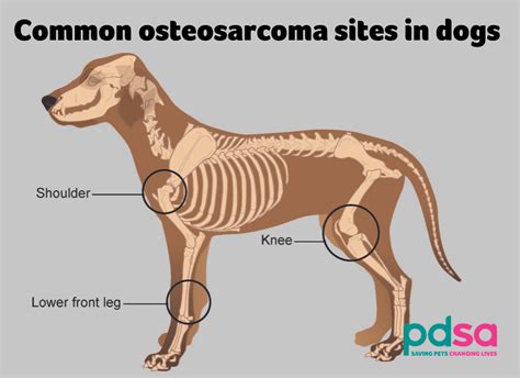 Stages Of Osteosarcoma In Dogs