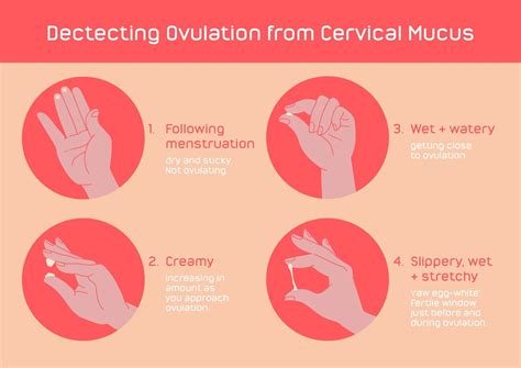 Stages Of Ovulation Discharge