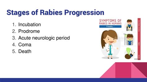 Stages Of Rabies In Humans