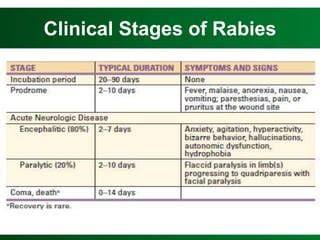 Stages Of Rabies