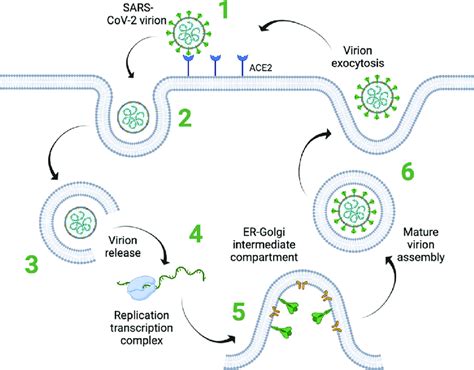 Stages Of Viral Infection