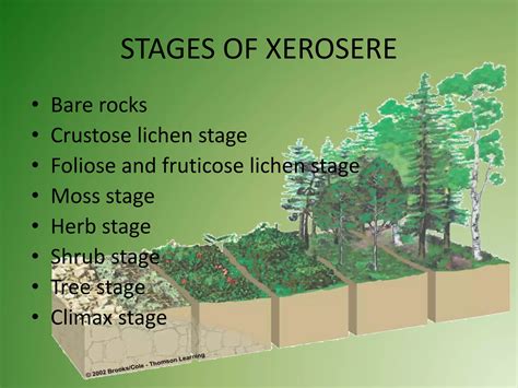 Stages Of Xerosere