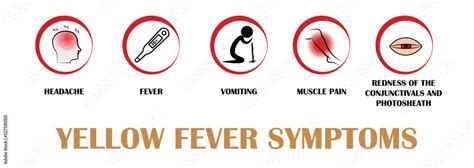 Stages Of Yellow Fever