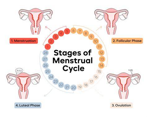 Stages Of Your Period