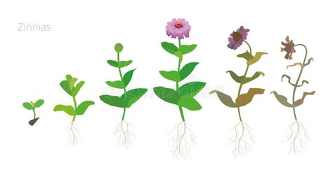 Stages Of Zinnia Growth