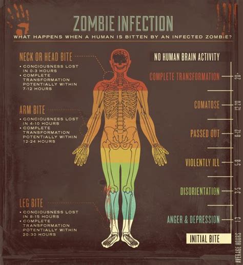 Stages Of Zombie Infection