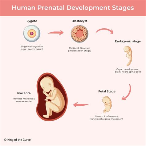 Stages Of Zygote To Baby