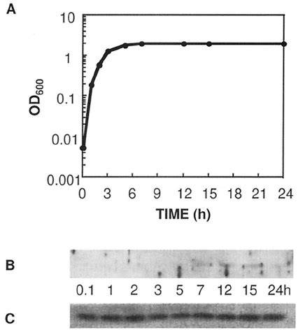 Stationary Phase E. Coli