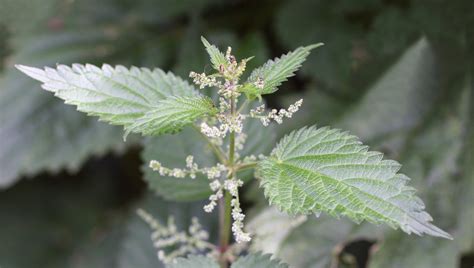 Sting Of Nettle Plant