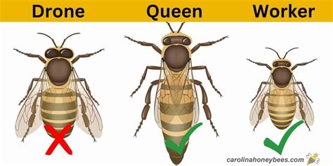 Sting Of Queen Bee