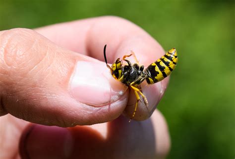 Sting Of Yellow Jacket
