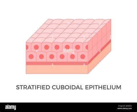 Stratified Cuboidal Epithelium